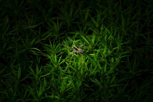 草丛中的神秘小昆虫