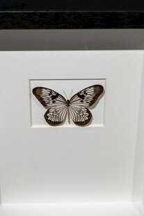 框中蝴蝶标本展示