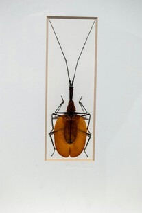甲虫标本展示