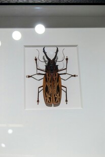 甲虫标本展示