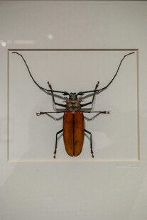甲虫标本展示