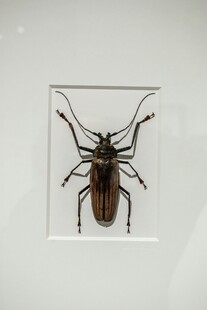 甲虫标本展示