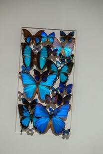 蓝色彩蝶标本展示