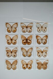精美蝴蝶标本展示