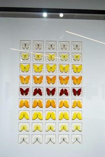 多彩蝴蝶标本展示