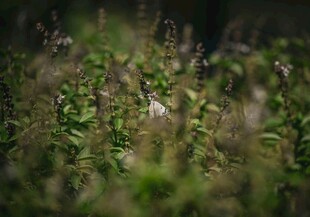 草丛中的小鸟