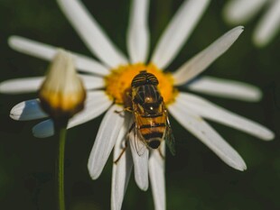 蜜蜂停留在雏菊上