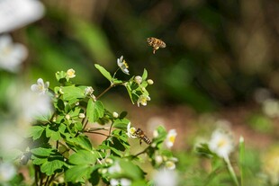 蜜蜂飞舞于翠绿植物间