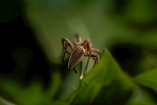 绿叶上的小巧蜘蛛