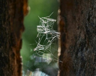 林间晶莹蜘蛛网