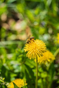 蜜蜂采蜜于黄色蒲公英