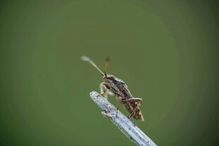 草尖上的小昆虫