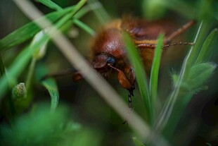 草丛中的甲虫