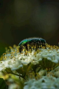 绿甲虫栖息于白色花朵上