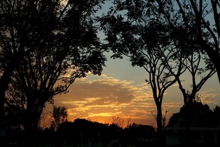 夕阳下的树木剪影