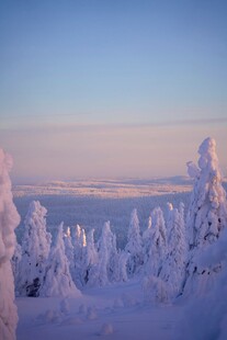 冬日雪松雪景壮丽景观