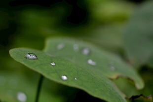 绿叶上的晶莹水珠