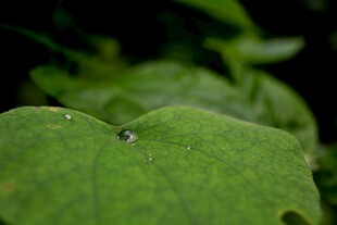 绿叶上的晶莹水珠