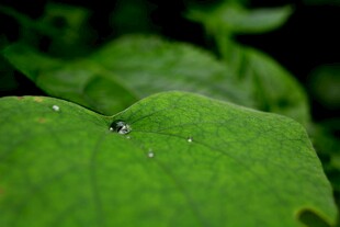 绿叶上的小昆虫