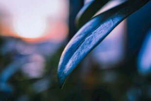 夕阳下的叶片特写