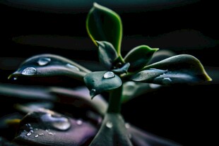 带露多肉植物的清新瞬间