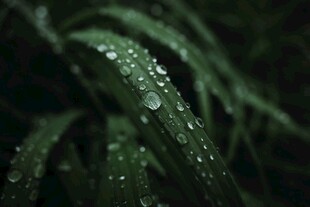 带水珠的翠绿叶片