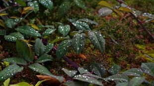 雨后湿润的多彩植物叶片