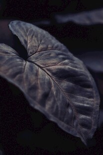 特写纹理清晰的深紫色叶片
