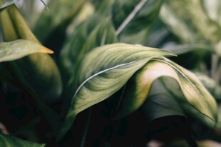翠绿舒展的植物叶片