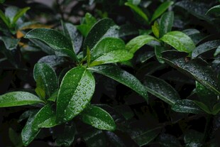 翠绿叶片上的晶莹水珠