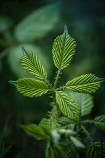 嫩绿叶片的清新植物