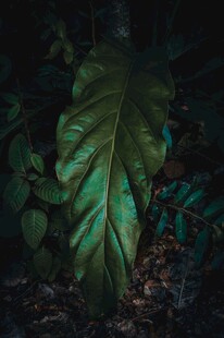 幽暗丛林中的硕大绿叶