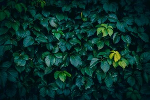 繁茂绿叶一抹亮眼金黄