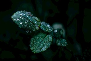 带露珠的翠绿叶片