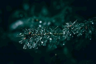 晶莹露珠点缀翠绿枝叶