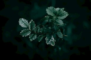 暗调下的翠绿叶片