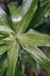 带水珠的翠绿植物叶片