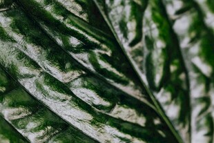 特写纹理清晰的深绿叶片