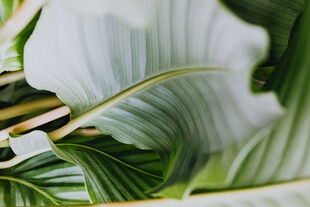 翠绿舒展的植物叶片特写