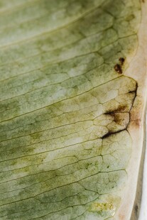 叶片上的虫蛀痕迹