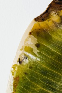带虫斑的绿色叶片特写