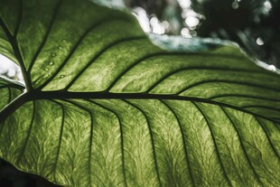 特写脉络清晰的翠绿叶片