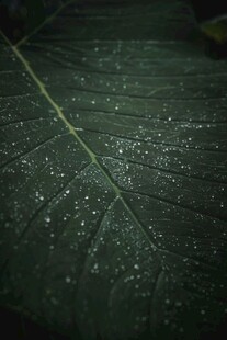 带水珠的深绿叶片特写