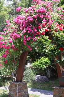 繁花拱门月季