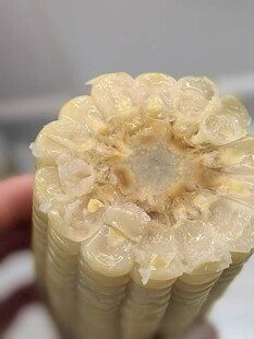 煮玉米