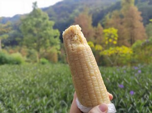 煮玉米