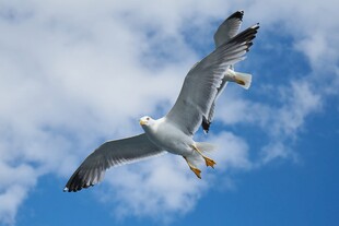 蓝天中翱翔的海鸥