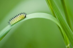 绿叶上的毛毛虫