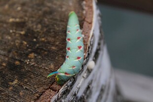 绿色带红点毛毛虫