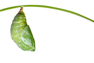 绿色蛹挂在植物茎上